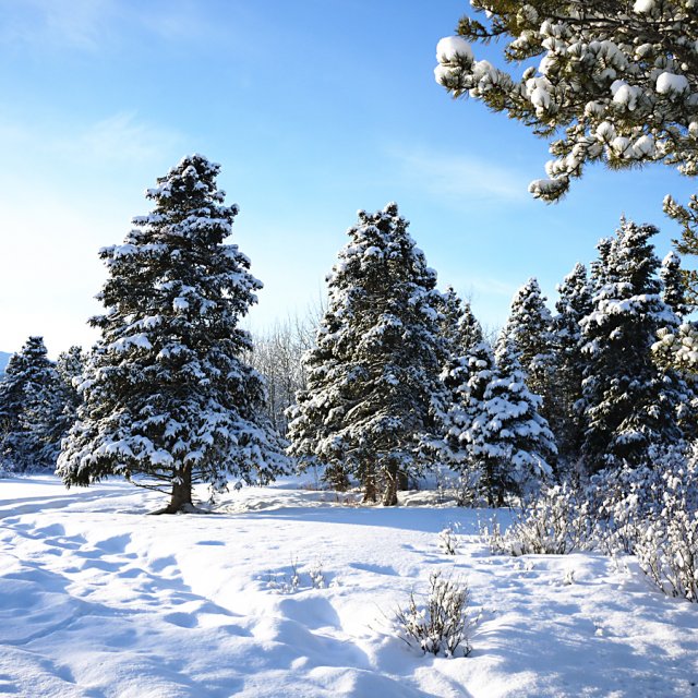 Arctic Day: Snowmobiling | half day (Jan 19, 2013)