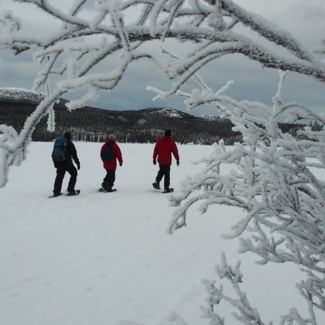 Arctic Day: Snowshoeing Tour | half day (Dec 6, 2018)