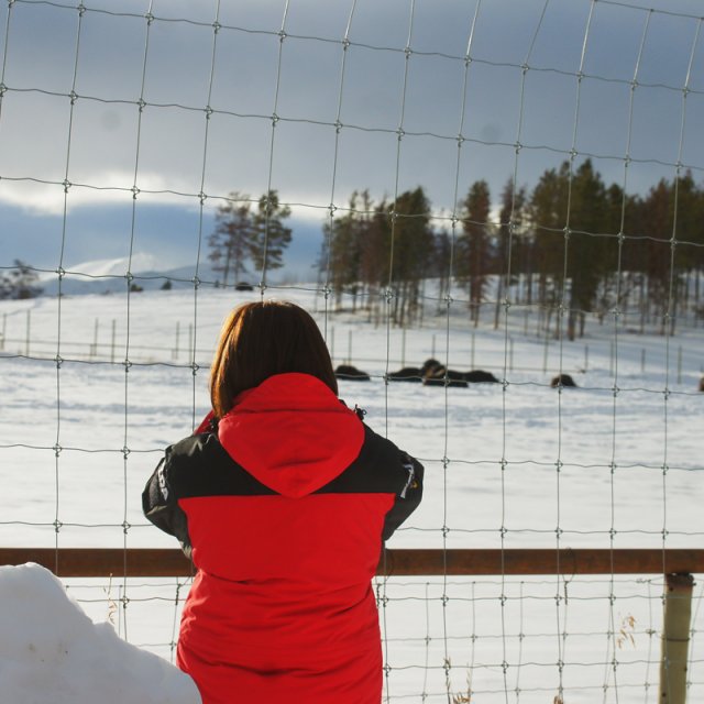 Arctic Day: Taste the snow | Multi-activity tour (Feb 9, 2013)