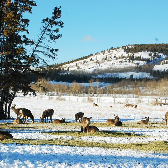 Arctic Day: Taste the snow | Multi-activity tour (Feb 12, 2013)