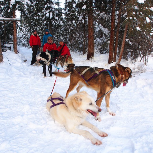 Arctic Day: Taste the snow | Multi-activity tour (Dec 15, 2013)