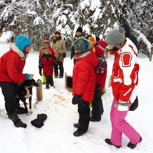 Arctic Day: Dog Sledding Delight (Dec 24, 2013)