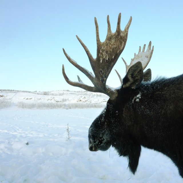 Arctic Day: Wildlife & Hot Springs | half day (Dec 31, 2013)