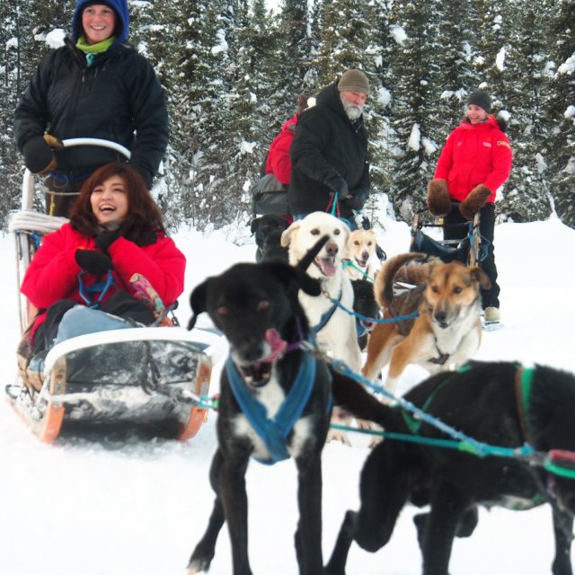 Arctic Day: Dog Sledding Delight (Jan 2, 2014)