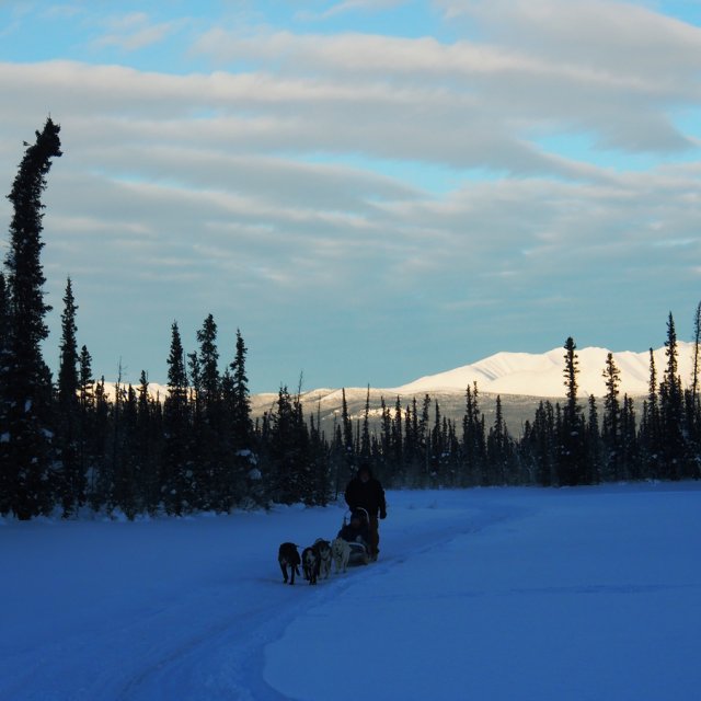 Arctic Day: Taste the snow | Multi-activity tour (Jan 3, 2014)