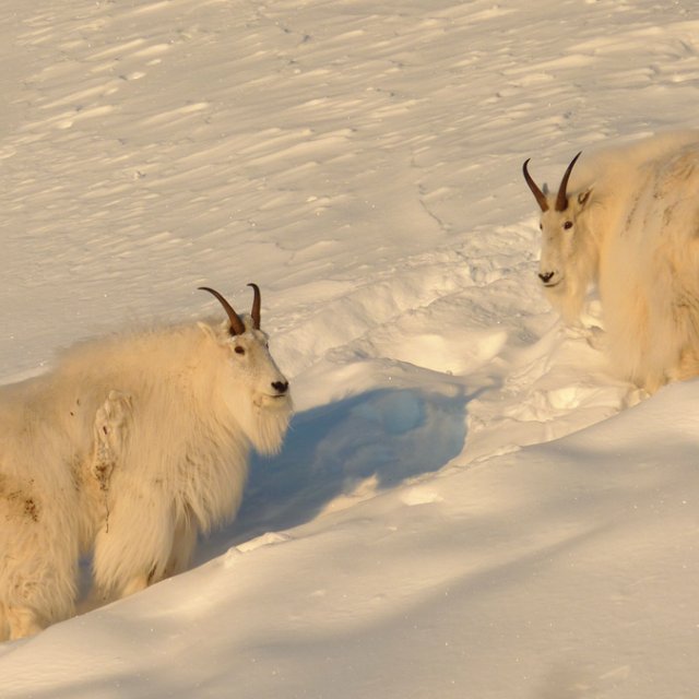Arctic Day: Taste the snow | Multi-activity tour (Jan 3, 2014)