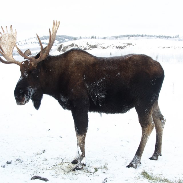 Arctic Day: Taste the snow | Multi-activity tour (Jan 12, 2014)