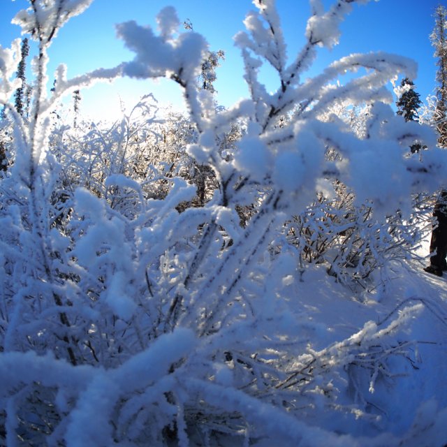 Arctic Day: Taste the snow | Multi-activity tour (Feb 5, 2014)