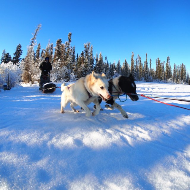 Arctic Day: Taste the snow | Multi-activity tour (Jan 5, 2014)