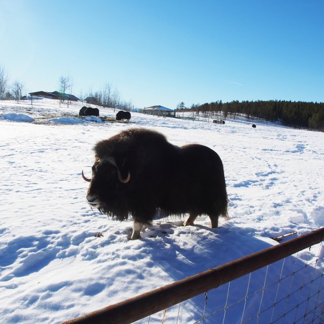 Arctic Day: Taste the snow | Multi-activity tour (Feb 23, 2014)