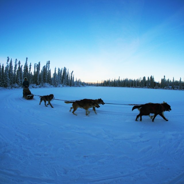 Arctic Day: Taste the snow | Multi-activity tour (Dec 28)