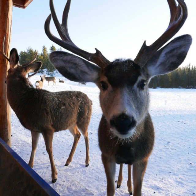 Arctic Day: Wildlife & Hot Springs | half day (Jan 7, 2017)