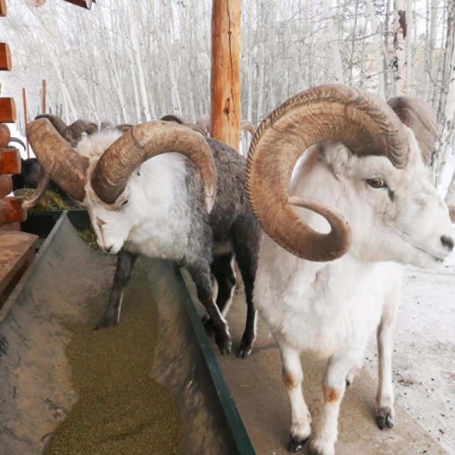 Arctic Day: Wildlife & Hot Springs | half day (Feb 1, 2017)