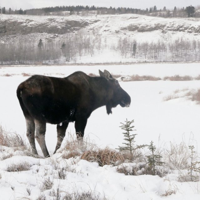 Arctic Day: Wildlife & Hot Springs | half day (Feb 3, 2017)