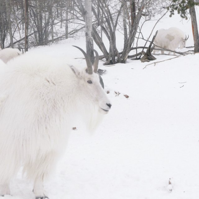 Arctic Day: Wildlife & Hot Springs | half day (Feb 11, 2017)