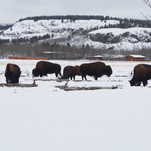 Arctic Day: Wildlife & Hot Springs | half day (Mar 17, 2017)