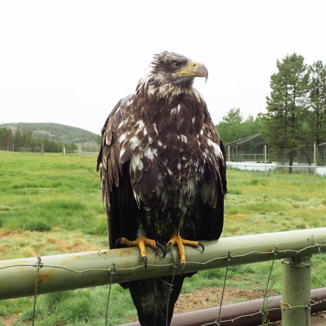 Arctic Day: Wildlife & Hot Springs | half day (Jun 13, 2016)