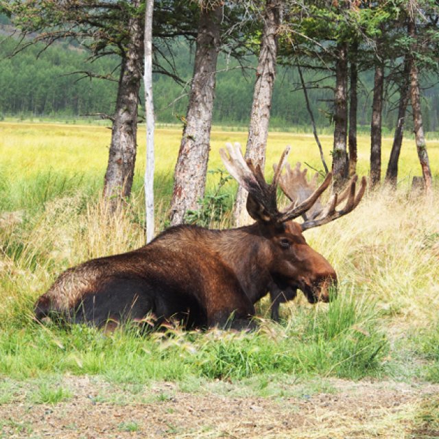 Arctic Day: Wildlife & Hot Springs | half day (Aug 11, 2016)
