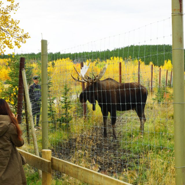 Arctic Day: Wildlife & Hot Springs | half day (Sep 14, 2016)