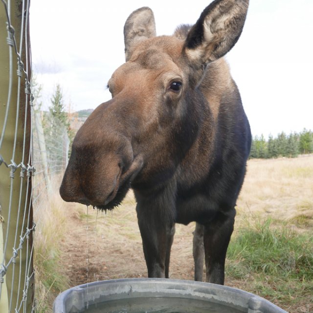 Arctic Day: Wildlife & Hot Springs | half day (Oct 4, 2016)