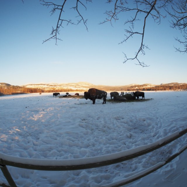Arctic Day: Wildlife & Hot Springs | half day (Dec 14, 2016)