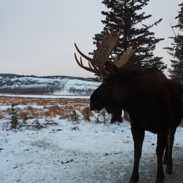 Arctic Day: Wildlife & Hot Springs | half day (Dec 18, 2016)