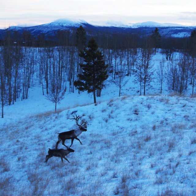 Arctic Day: Wildlife & Hot Springs | half day (Dec 20, 2016)