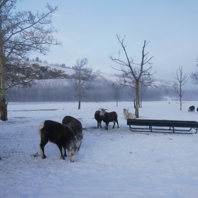 Arctic Day: Wildlife & Hot Springs | half day (Dec 22, 2016)