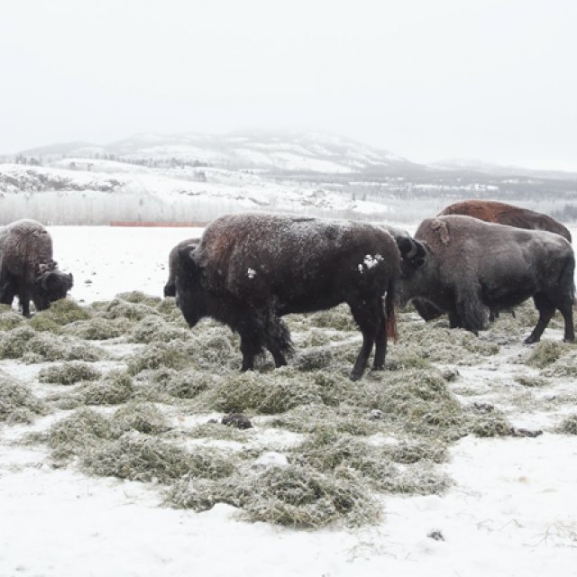 Arctic Day: Wildlife & Hot Springs | half day (Dec 29, 2016)