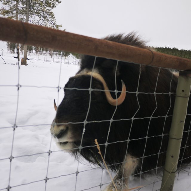 Arctic Day: Wildlife Preserve | half day (Feb 16, 2013)