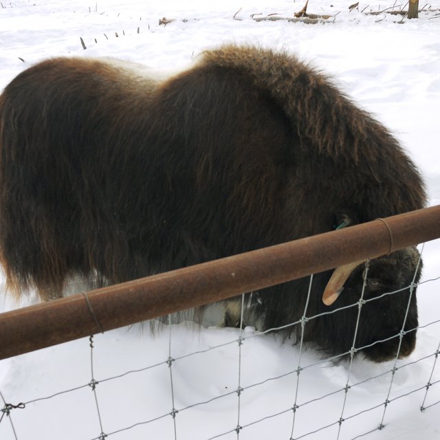 Arctic Day: Wildlife Preserve | half day (Feb 24, 2013)