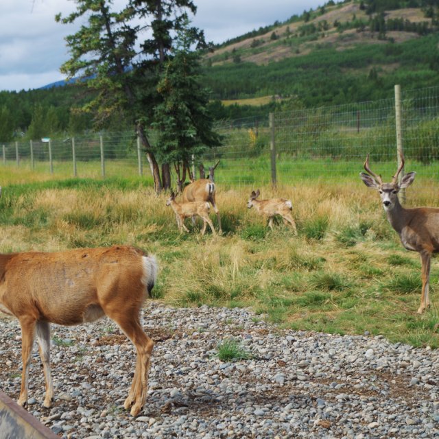 Arctic Day: Wildlife Preserve | half day (Aug 24, 2013)