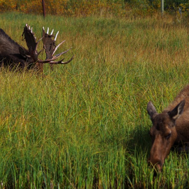 Arctic Day: Wildlife Preserve | half day (Sep 9, 2013)