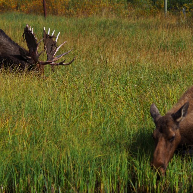 Arctic Day: Wildlife Preserve | half day (Sep 9, 2013)