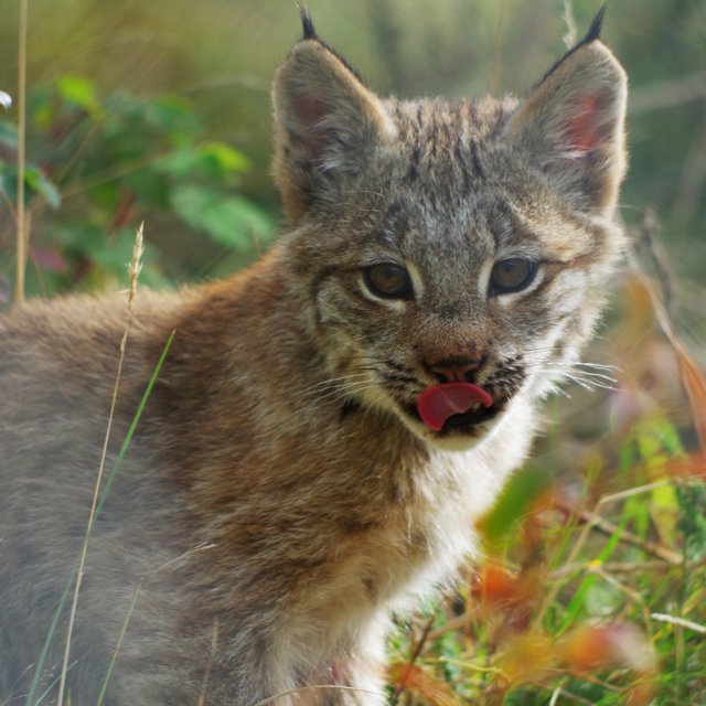 Arctic Day: Wildlife Preserve | half day (Sep 12, 2013)