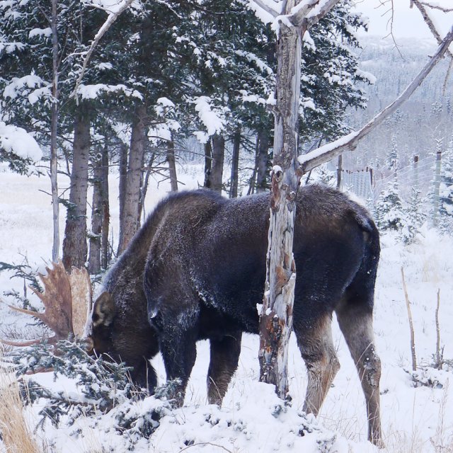 Arctic Day: Wildlife & Hot Springs | half day (Nov 30, 2012)