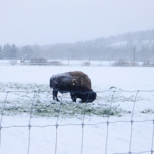 Arctic Day: Wildlife & Hot Springs | half day (Dec 16, 2012)