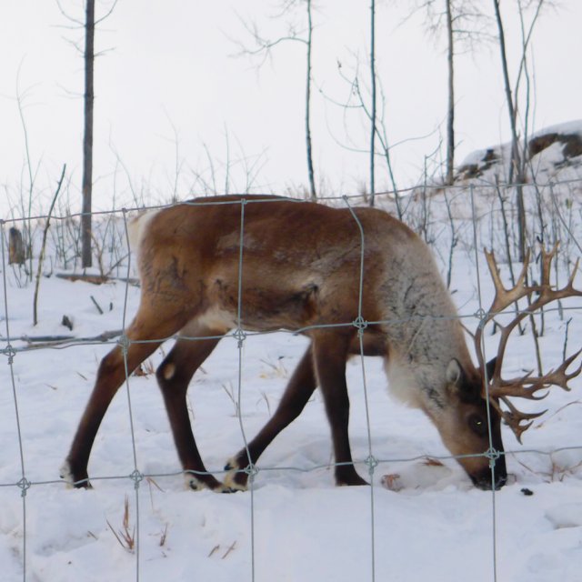 Arctic Day: Arctic Day: Wildlife & Hot Springs | half day (January 1, 2013)