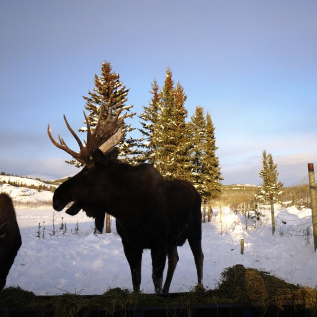 Arctic Day: Wildlife & Hot Springs | half day (Jan 1, 2014)