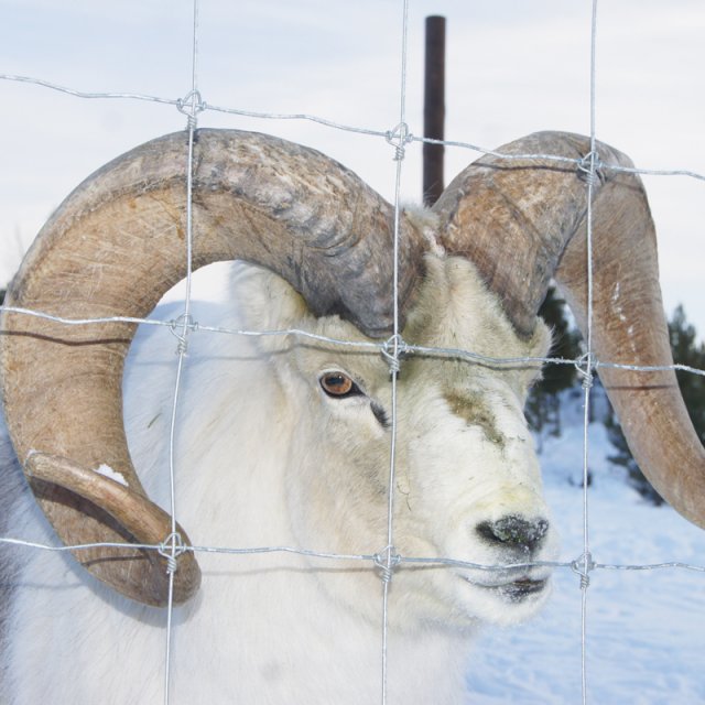 Arctic Day: Wildlife & Hot Springs | half day (January 3, 2013)