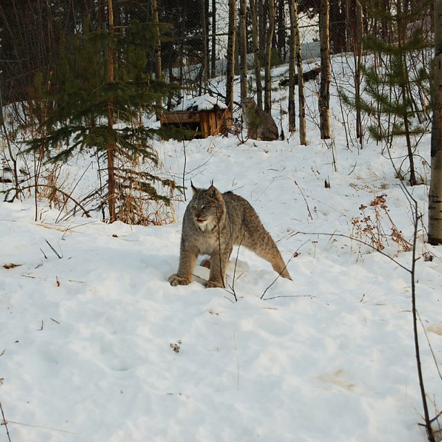 Arctic Day: Wildlife Preserve | half day (Jan 14, 2013)