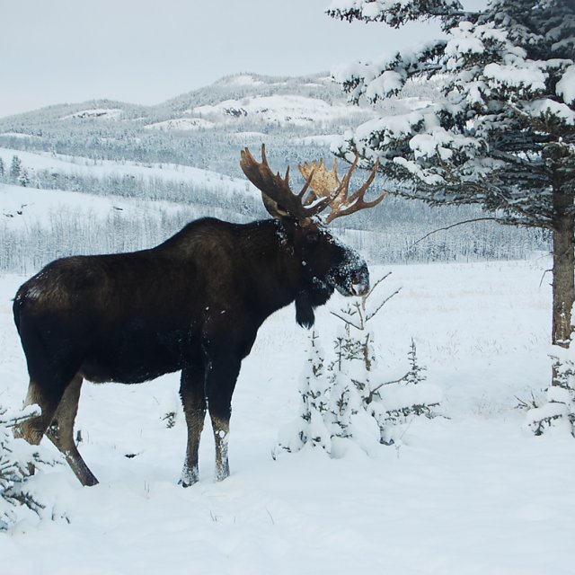 Arctic Day: Wildlife Preserve | half day (Jan 18, 2013)