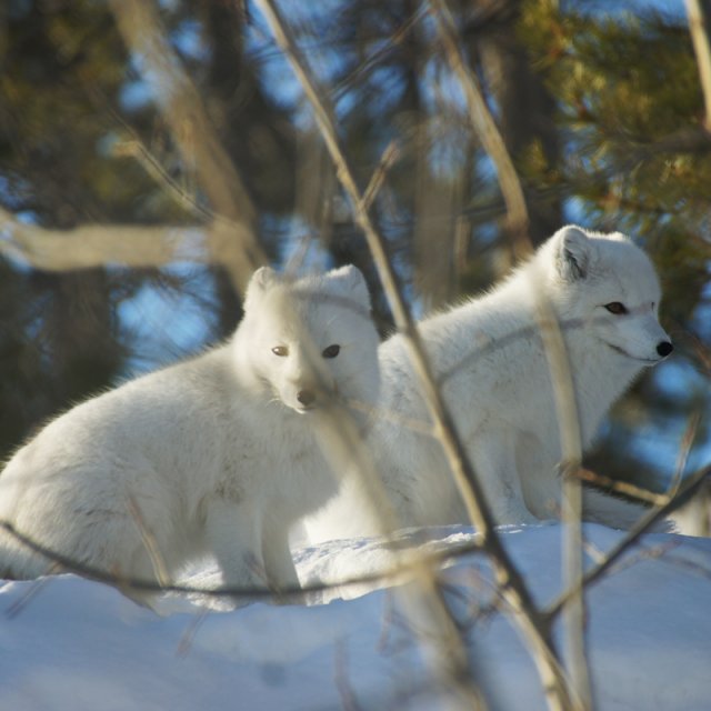 Arctic Day: Wildlife Preserve | half day (Feb 4, 2013)