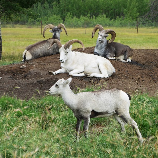 Arctic Day: Wildlife Preserve | half day (Aug 25, 2013)