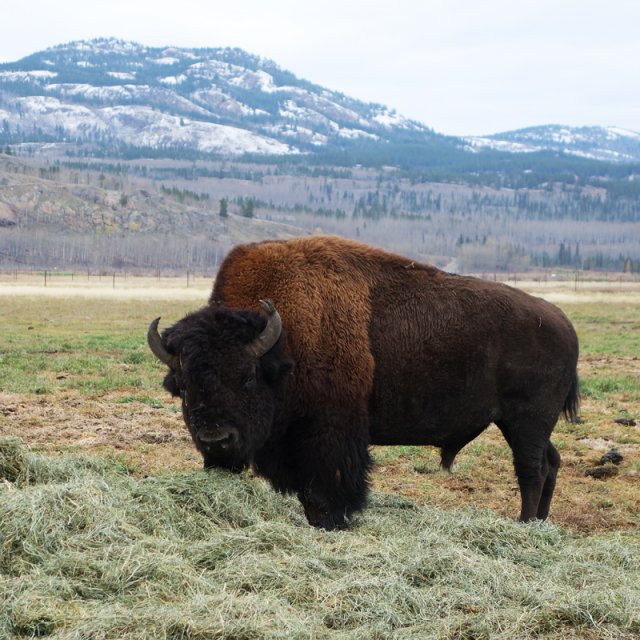 Arctic Day: Wildlife Preserve | half day (Oct 10, 2013)