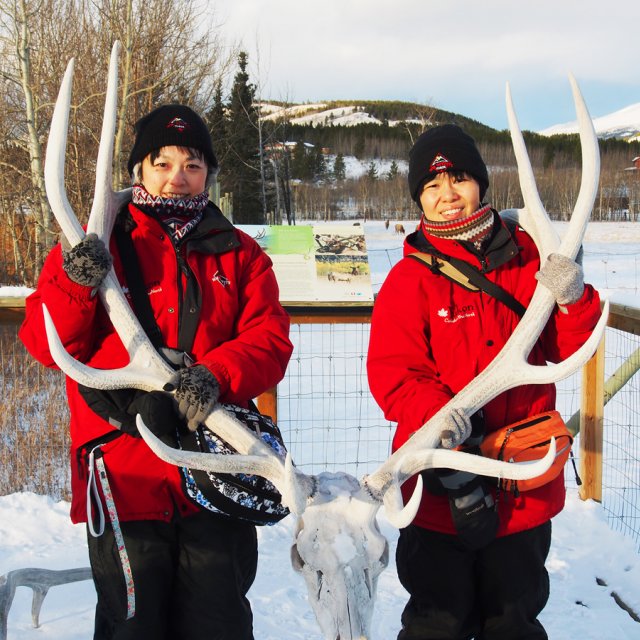 Arctic Day: Wildlife & Hot Springs | half day (Nov 23, 2013)