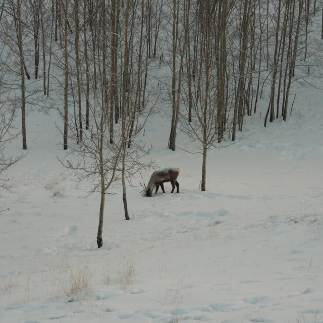 Arctic Day: Wildlife & Hot Springs | half day (Dec 19, 2013)