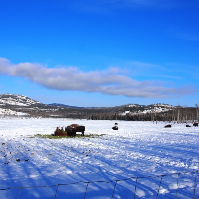 Arctic Day: Wildlife & Hot Springs | half day (Feb 9, 2014)