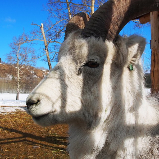 Arctic Day: Wildlife & Hot Springs | half day (Mar 20, 2014)