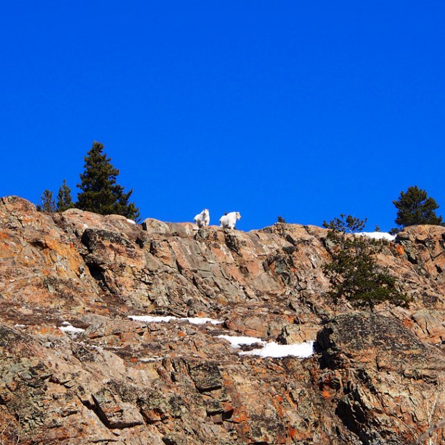 Arctic Day: Wildlife & Hot Springs | half day (Mar 22, 2014)